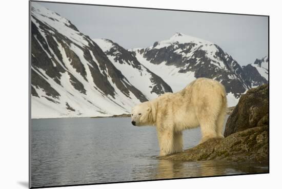 Norway, Spitsbergen, Fuglefjorden. Polar Bear Along a Rocky Shore-Steve Kazlowski-Mounted Photographic Print