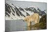 Norway, Spitsbergen, Fuglefjorden. Polar Bear Along a Rocky Shore-Steve Kazlowski-Mounted Photographic Print