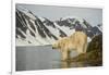 Norway, Spitsbergen, Fuglefjorden. Polar Bear Along a Rocky Shore-Steve Kazlowski-Framed Photographic Print