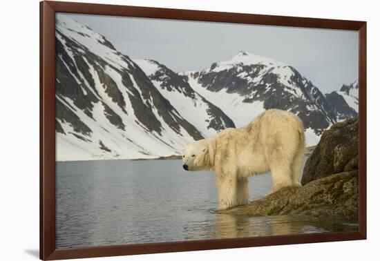 Norway, Spitsbergen, Fuglefjorden. Polar Bear Along a Rocky Shore-Steve Kazlowski-Framed Photographic Print