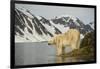 Norway, Spitsbergen, Fuglefjorden. Polar Bear Along a Rocky Shore-Steve Kazlowski-Framed Photographic Print