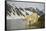 Norway, Spitsbergen, Fuglefjorden. Polar Bear Along a Rocky Shore-Steve Kazlowski-Framed Stretched Canvas