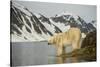 Norway, Spitsbergen, Fuglefjorden. Polar Bear Along a Rocky Shore-Steve Kazlowski-Stretched Canvas