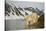 Norway, Spitsbergen, Fuglefjorden. Polar Bear Along a Rocky Shore-Steve Kazlowski-Stretched Canvas