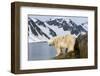 Norway, Spitsbergen, Fuglefjorden. Polar Bear Along a Rocky Shore-Steve Kazlowski-Framed Photographic Print