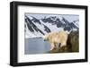 Norway, Spitsbergen, Fuglefjorden. Polar Bear Along a Rocky Shore-Steve Kazlowski-Framed Photographic Print