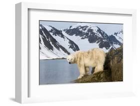 Norway, Spitsbergen, Fuglefjorden. Polar Bear Along a Rocky Shore-Steve Kazlowski-Framed Photographic Print