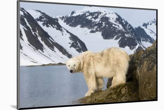Norway, Spitsbergen, Fuglefjorden. Polar Bear Along a Rocky Shore-Steve Kazlowski-Mounted Photographic Print
