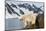 Norway, Spitsbergen, Fuglefjorden. Polar Bear Along a Rocky Shore-Steve Kazlowski-Mounted Photographic Print