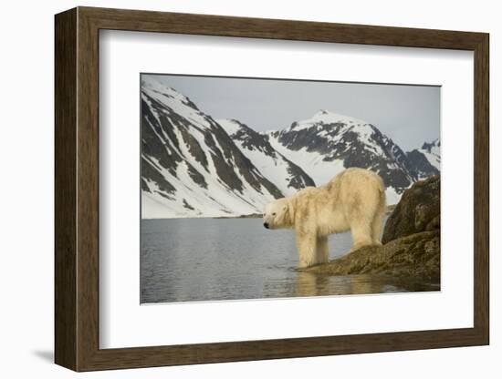 Norway, Spitsbergen, Fuglefjorden. Polar Bear Along a Rocky Shore-Steve Kazlowski-Framed Photographic Print