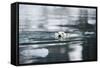 Norway, Spitsbergen, Fuglefjorden. Polar Bear Swimming-Steve Kazlowski-Framed Stretched Canvas