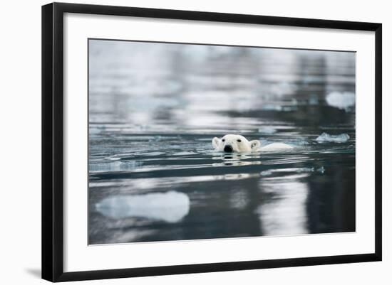Norway, Spitsbergen, Fuglefjorden. Polar Bear Swimming-Steve Kazlowski-Framed Photographic Print