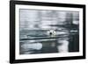 Norway, Spitsbergen, Fuglefjorden. Polar Bear Swimming-Steve Kazlowski-Framed Photographic Print