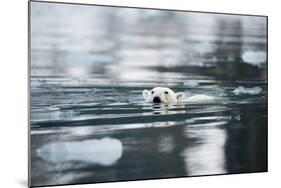 Norway, Spitsbergen, Fuglefjorden. Polar Bear Swimming-Steve Kazlowski-Mounted Photographic Print