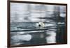 Norway, Spitsbergen, Fuglefjorden. Polar Bear Swimming-Steve Kazlowski-Framed Photographic Print