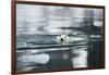 Norway, Spitsbergen, Fuglefjorden. Polar Bear Swimming-Steve Kazlowski-Framed Photographic Print