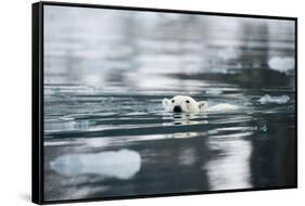 Norway, Spitsbergen, Fuglefjorden. Polar Bear Swimming-Steve Kazlowski-Framed Stretched Canvas