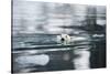 Norway, Spitsbergen, Fuglefjorden. Polar Bear Swimming-Steve Kazlowski-Stretched Canvas