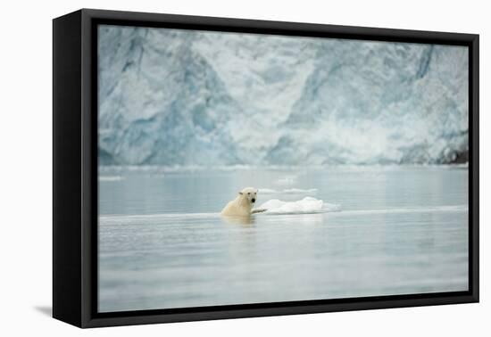 Norway, Spitsbergen, Fuglefjorden. Polar Bear Swimming-Steve Kazlowski-Framed Stretched Canvas