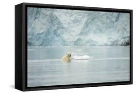 Norway, Spitsbergen, Fuglefjorden. Polar Bear Swimming-Steve Kazlowski-Framed Stretched Canvas