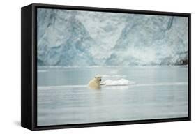 Norway, Spitsbergen, Fuglefjorden. Polar Bear Swimming-Steve Kazlowski-Framed Stretched Canvas