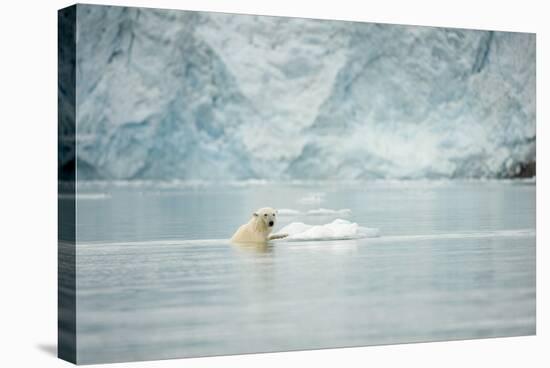 Norway, Spitsbergen, Fuglefjorden. Polar Bear Swimming-Steve Kazlowski-Stretched Canvas