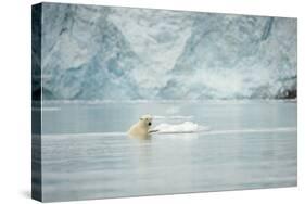 Norway, Spitsbergen, Fuglefjorden. Polar Bear Swimming-Steve Kazlowski-Stretched Canvas
