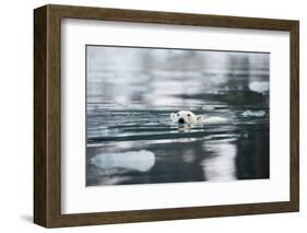 Norway, Spitsbergen, Fuglefjorden. Polar Bear Swimming-Steve Kazlowski-Framed Photographic Print