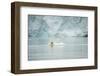 Norway, Spitsbergen, Fuglefjorden. Polar Bear Swimming-Steve Kazlowski-Framed Photographic Print