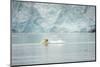 Norway, Spitsbergen, Fuglefjorden. Polar Bear Swimming-Steve Kazlowski-Mounted Photographic Print