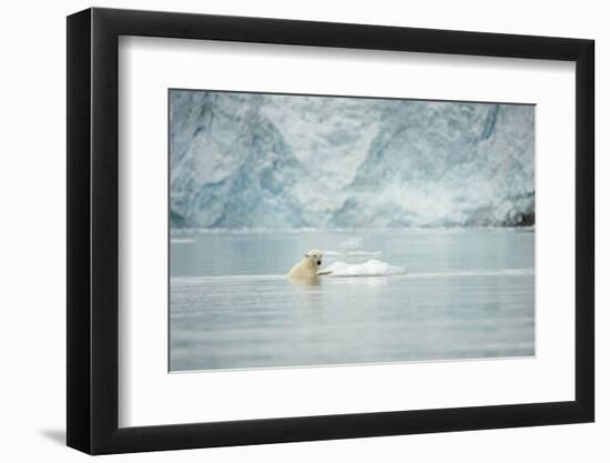 Norway, Spitsbergen, Fuglefjorden. Polar Bear Swimming-Steve Kazlowski-Framed Premium Photographic Print