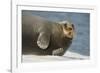 Norway, Spitsbergen, Greenland Sea. Bearded Seal Cow Rests on Sea Ice-Steve Kazlowski-Framed Photographic Print