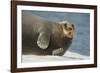 Norway, Spitsbergen, Greenland Sea. Bearded Seal Cow Rests on Sea Ice-Steve Kazlowski-Framed Photographic Print