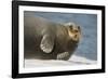 Norway, Spitsbergen, Greenland Sea. Bearded Seal Cow Rests on Sea Ice-Steve Kazlowski-Framed Photographic Print