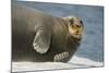 Norway, Spitsbergen, Greenland Sea. Bearded Seal Cow Rests on Sea Ice-Steve Kazlowski-Mounted Photographic Print