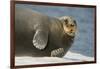 Norway, Spitsbergen, Greenland Sea. Bearded Seal Cow Rests on Sea Ice-Steve Kazlowski-Framed Photographic Print