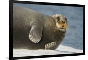 Norway, Spitsbergen, Greenland Sea. Bearded Seal Cow Rests on Sea Ice-Steve Kazlowski-Framed Photographic Print