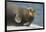 Norway, Spitsbergen, Greenland Sea. Bearded Seal Cow Rests on Sea Ice-Steve Kazlowski-Framed Photographic Print