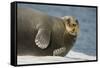 Norway, Spitsbergen, Greenland Sea. Bearded Seal Cow Rests on Sea Ice-Steve Kazlowski-Framed Stretched Canvas