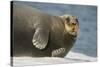 Norway, Spitsbergen, Greenland Sea. Bearded Seal Cow Rests on Sea Ice-Steve Kazlowski-Stretched Canvas