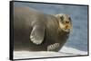 Norway, Spitsbergen, Greenland Sea. Bearded Seal Cow Rests on Sea Ice-Steve Kazlowski-Framed Stretched Canvas