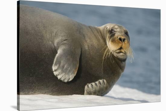 Norway, Spitsbergen, Greenland Sea. Bearded Seal Cow Rests on Sea Ice-Steve Kazlowski-Stretched Canvas