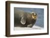 Norway, Spitsbergen, Greenland Sea. Bearded Seal Cow Rests on Sea Ice-Steve Kazlowski-Framed Photographic Print