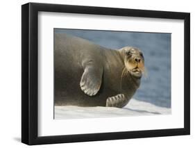 Norway, Spitsbergen, Greenland Sea. Bearded Seal Cow Rests on Sea Ice-Steve Kazlowski-Framed Photographic Print