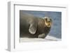 Norway, Spitsbergen, Greenland Sea. Bearded Seal Cow Rests on Sea Ice-Steve Kazlowski-Framed Photographic Print