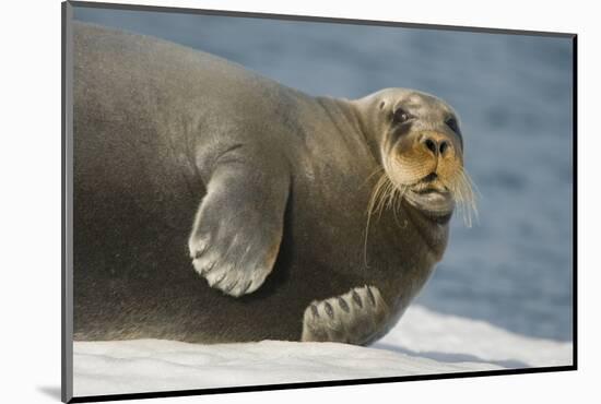 Norway, Spitsbergen, Greenland Sea. Bearded Seal Cow Rests on Sea Ice-Steve Kazlowski-Mounted Photographic Print