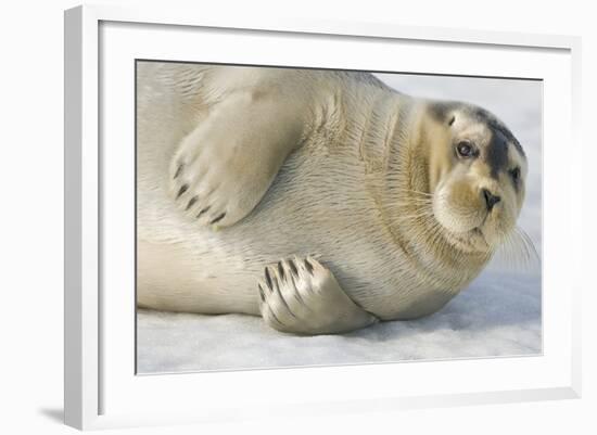 Norway, Spitsbergen, Greenland Sea. Bearded Seal Pup Rests on Sea Ice-Steve Kazlowski-Framed Photographic Print