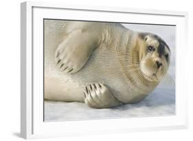 Norway, Spitsbergen, Greenland Sea. Bearded Seal Pup Rests on Sea Ice-Steve Kazlowski-Framed Photographic Print