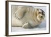 Norway, Spitsbergen, Greenland Sea. Bearded Seal Pup Rests on Sea Ice-Steve Kazlowski-Framed Photographic Print