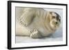 Norway, Spitsbergen, Greenland Sea. Bearded Seal Pup Rests on Sea Ice-Steve Kazlowski-Framed Photographic Print